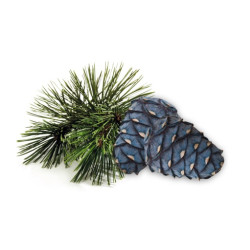 Concentrado aromático para sauna HARVIA, pino arolla, 1 l 