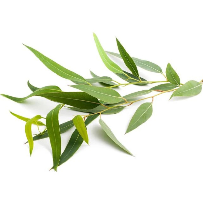 SENTIOTEC aroma concentrado para sauna de vapor, eucalipto 5 l