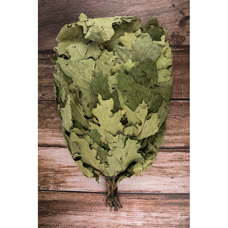 Retama de roble canadiense